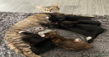 Mixed Breed cats - Advert 3