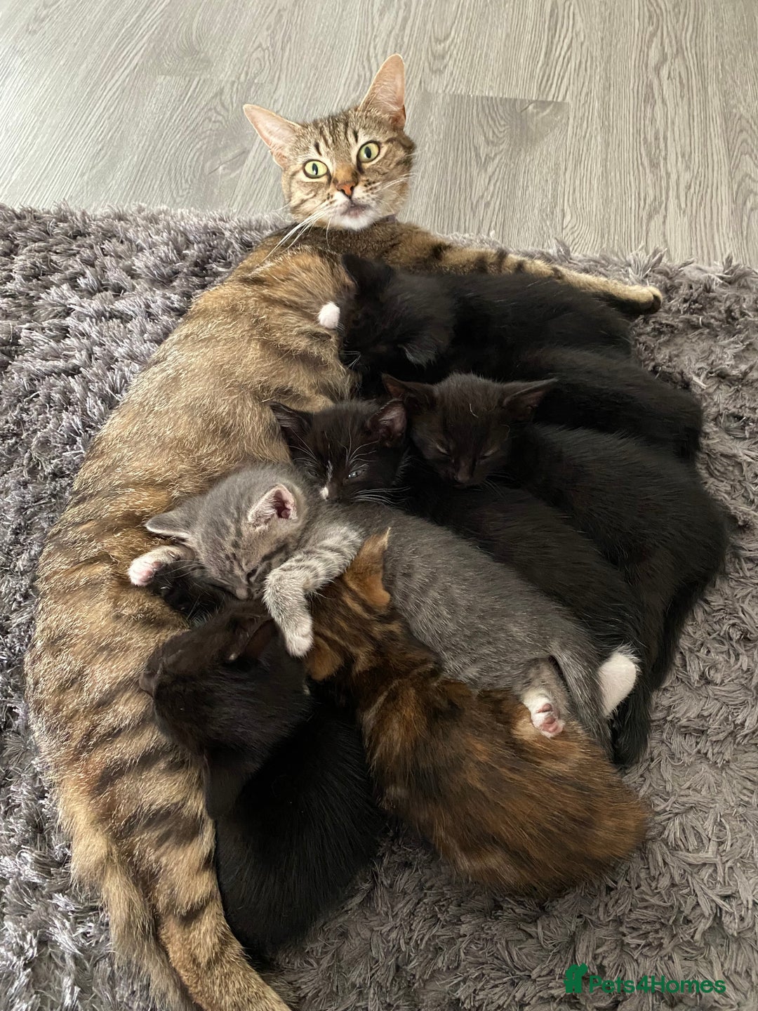 Mixed Breed cats for sale: American shorthair x Russian blue - Image 2