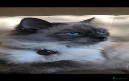 Ragdoll cats for sale: Adorable Ragdoll kittens - lilac sealpoint! 🐈 - Image 10