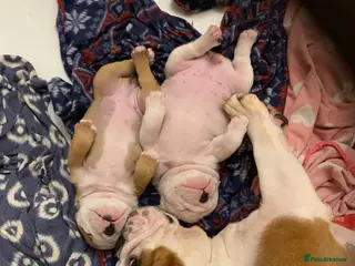 English Bulldog dogs TWO LITTER SISTERS FOR SALE - Advert 1