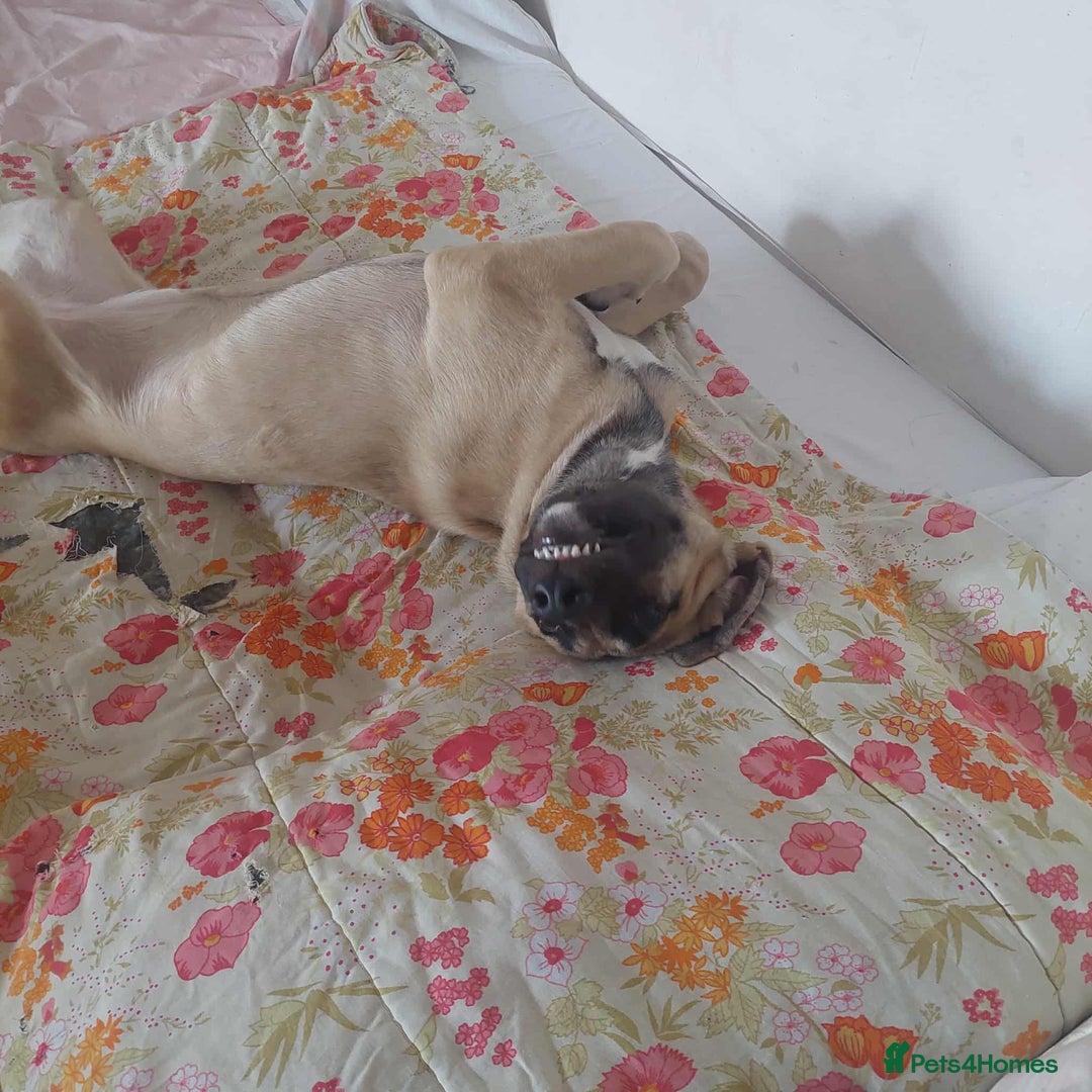 Anatolian Shepherd dogs for adoption: Dzana is 6 month Macedonian rescue pup  - Image 6