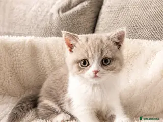 British Shorthair cats GCCF & Tica Quality BSH for Sale 🐾 - Advert 12