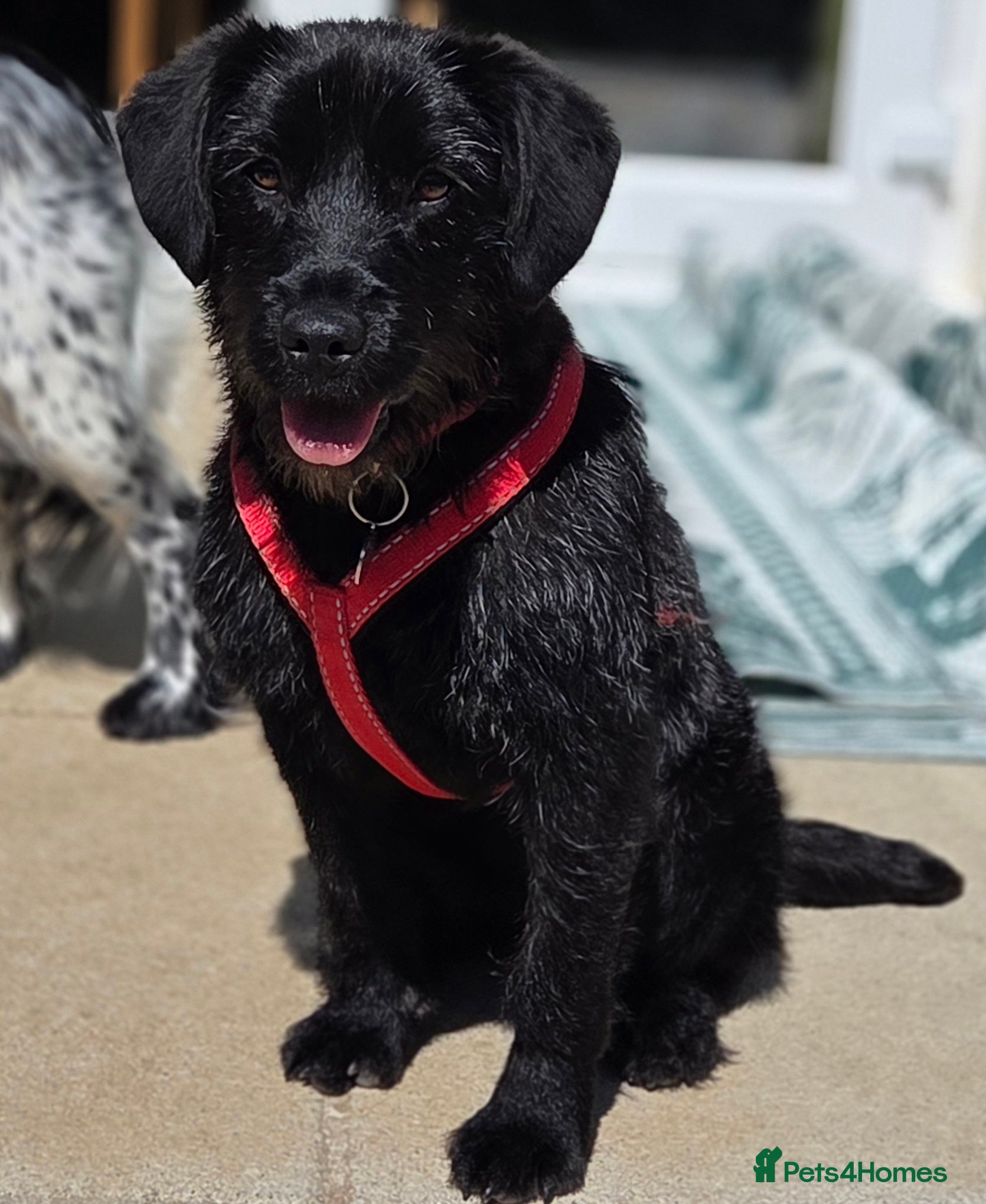 Mixed Breed dogs Hattie - looking for her forever sofa  - Advert 1