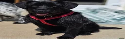 Mixed Breed dogs for adoption: Hattie - looking for her forever sofa  in Stroud - Advert 1