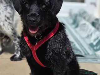 Mixed Breed dogs Hattie - looking for her forever sofa - Advert 4