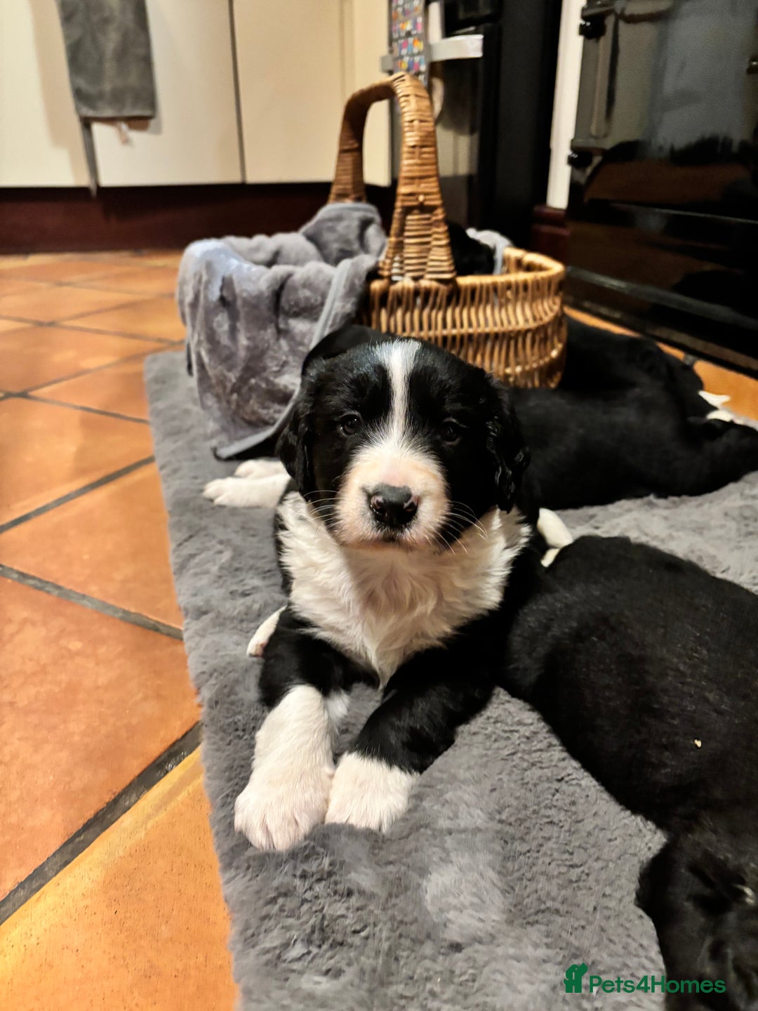 Sprollie dogs for sale: Sprollies looking for homes  - Advert 1