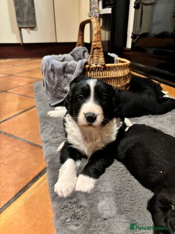 Sprollie dogs Sprollies looking for homes - Advert 1