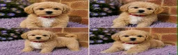 Maltipoo dogs for sale: ⭐Tiny Maltipoo Puppies |Maltese x Asian Toy Poodle - Advert 5