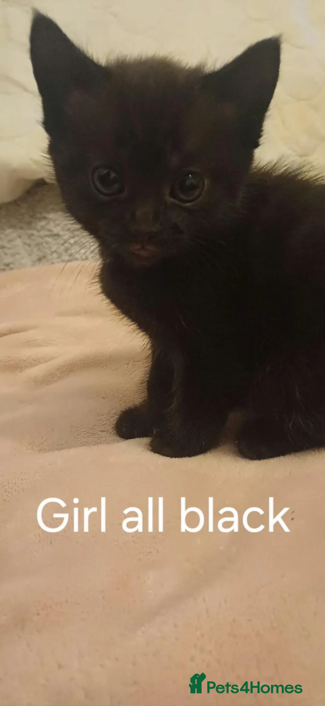 Domestic Shorthair cats for sale: Litter - Advert 2
