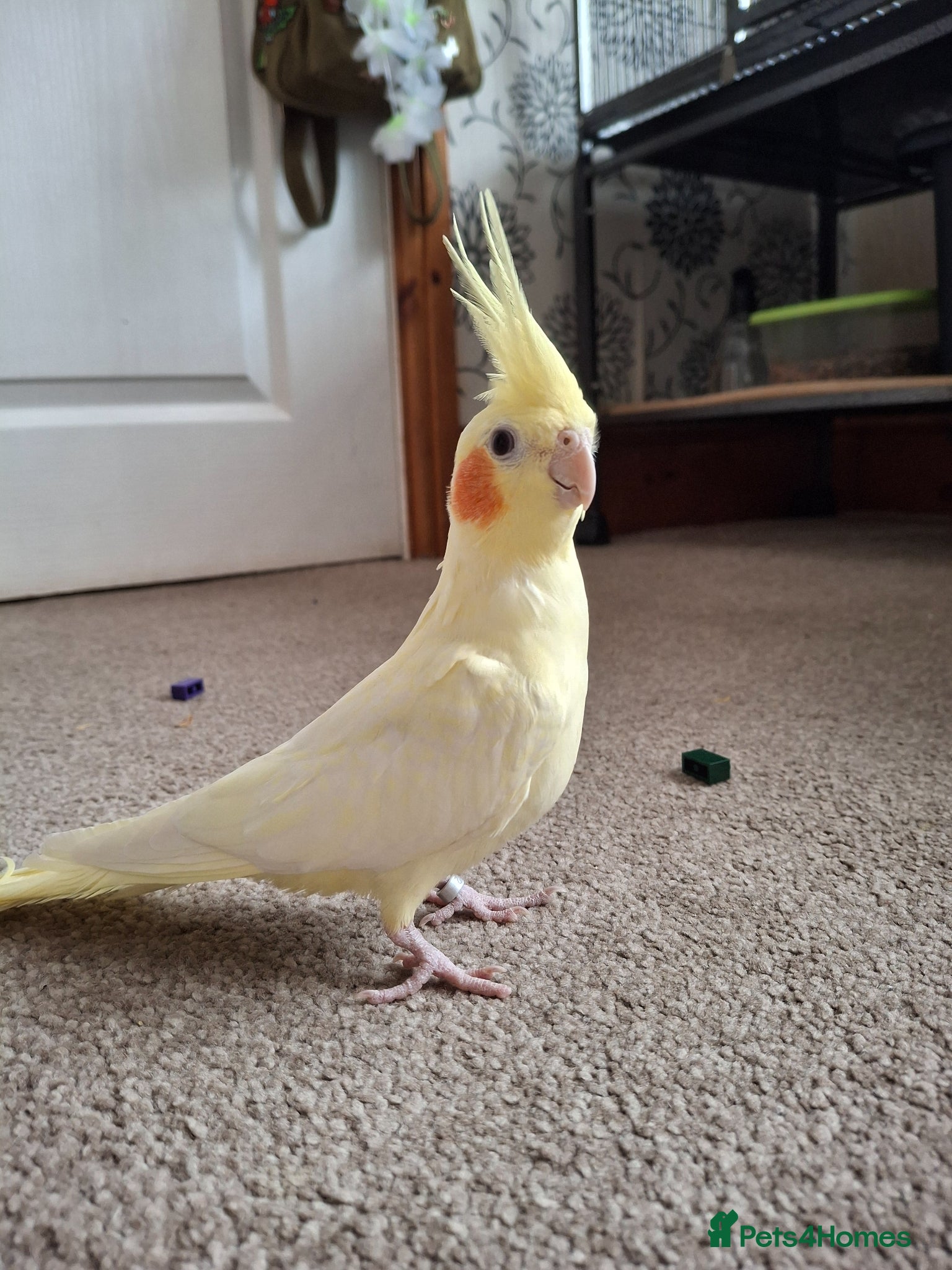 Cockatiels birds Lutino Cockatiel, 1 year old, with large cage - Advert 2