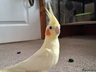 Cockatiels birds Lutino Cockatiel, 1 year old, with large cage - Advert 1