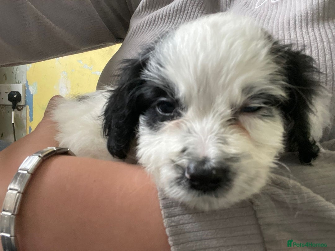 Mixed Breed dogs for sale: Two male cocker spaniel/shih tzu pups - Image 6