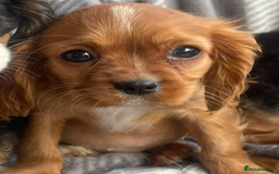 Cavalier King Charles Spaniel dogs for sale: Cavalier King Charles pups - Image 16