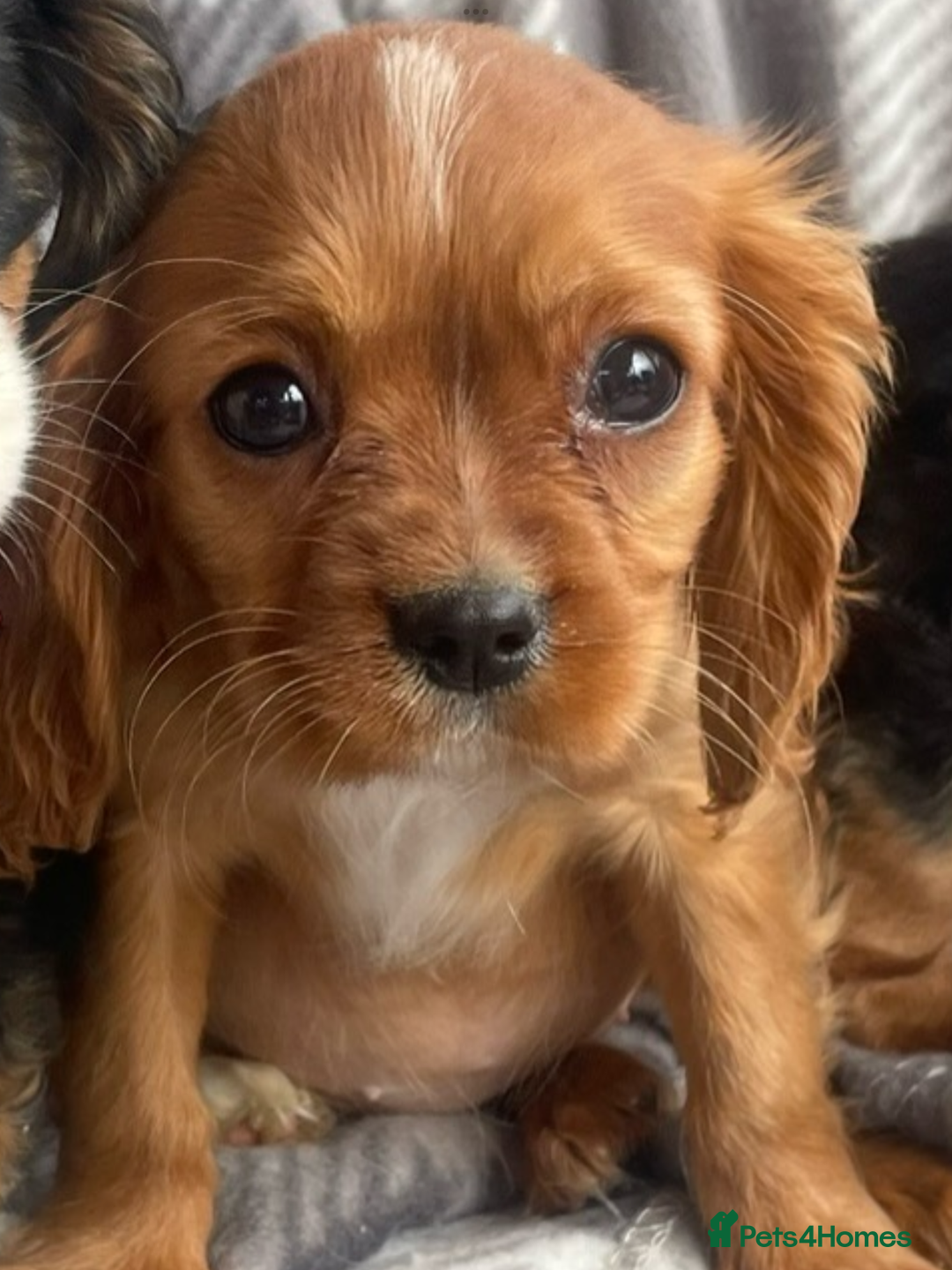 Cavalier King Charles Spaniel dogs for sale: Cavalier King Charles pups - Image 16