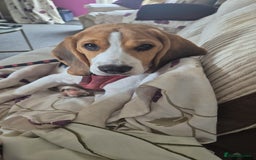 Beagle dogs for sale: Beagle boy for rehoming - Image 6