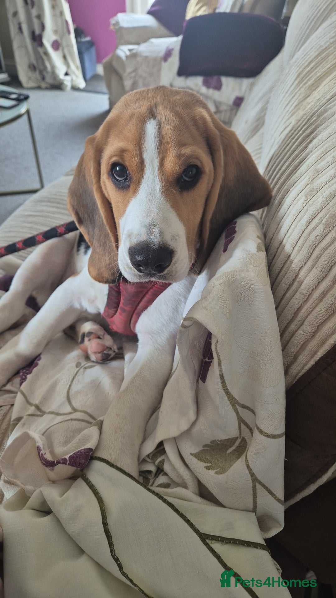 Beagle dogs for sale: Beagle boy for rehoming - Image 6