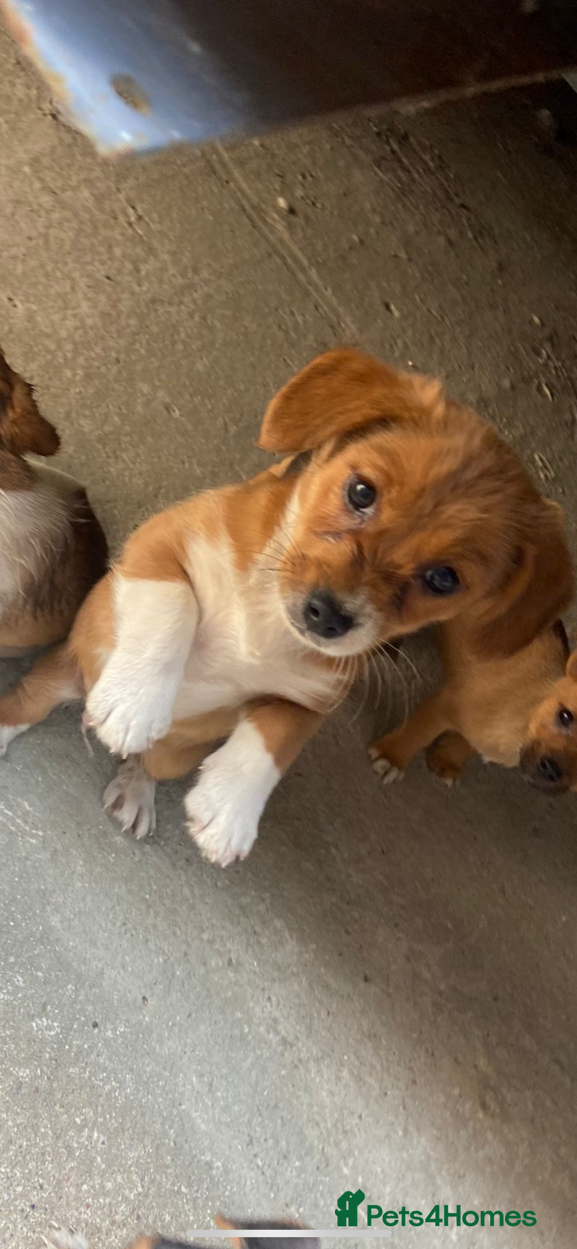 Jack Russell dogs for sale: Ready to leave - Advert 2