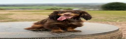 Cocker Spaniel dogs for sale: Liver (Chocolate) Working Cocker Spaniel Puppies  in Stourbridge - Advert 12