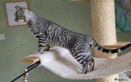 Bengal cats for sale: Two Silver Bengal Sisters  - Image 6