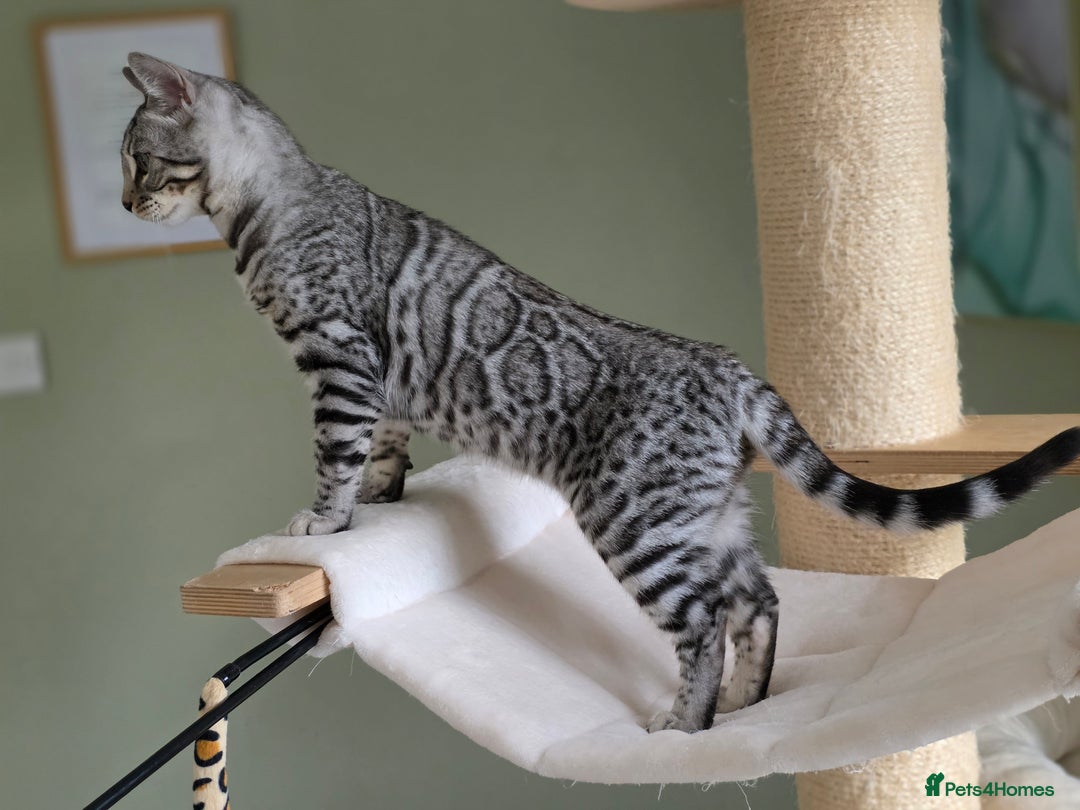 Bengal cats for sale: Two Silver Bengal Sisters  - Image 6