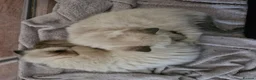 Ragdoll cats for sale: 💙Rare Lynx Point Purebred Ragdoll Kittens💙  - Advert 7