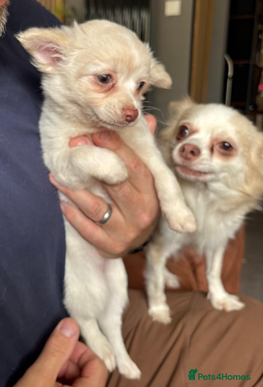 Chihuahua dogs for sale: Full Pedigree Chihuahua Puppy in Southampton - Advert 2