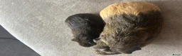 Guinea Pig rodents for sale: Guinea pigs  - Advert 6