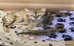 Bengal cats for sale: Beautiful 💜 Health tested TICA Bengal kittens  - Image 3