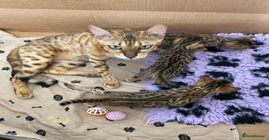 Bengal cats - Advert 13