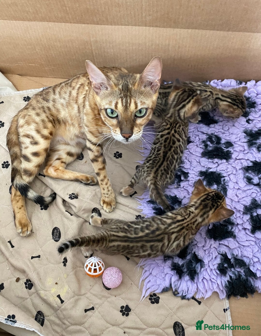 Bengal cats for sale: Beautiful 💜 Health tested TICA Bengal kittens  - Image 3