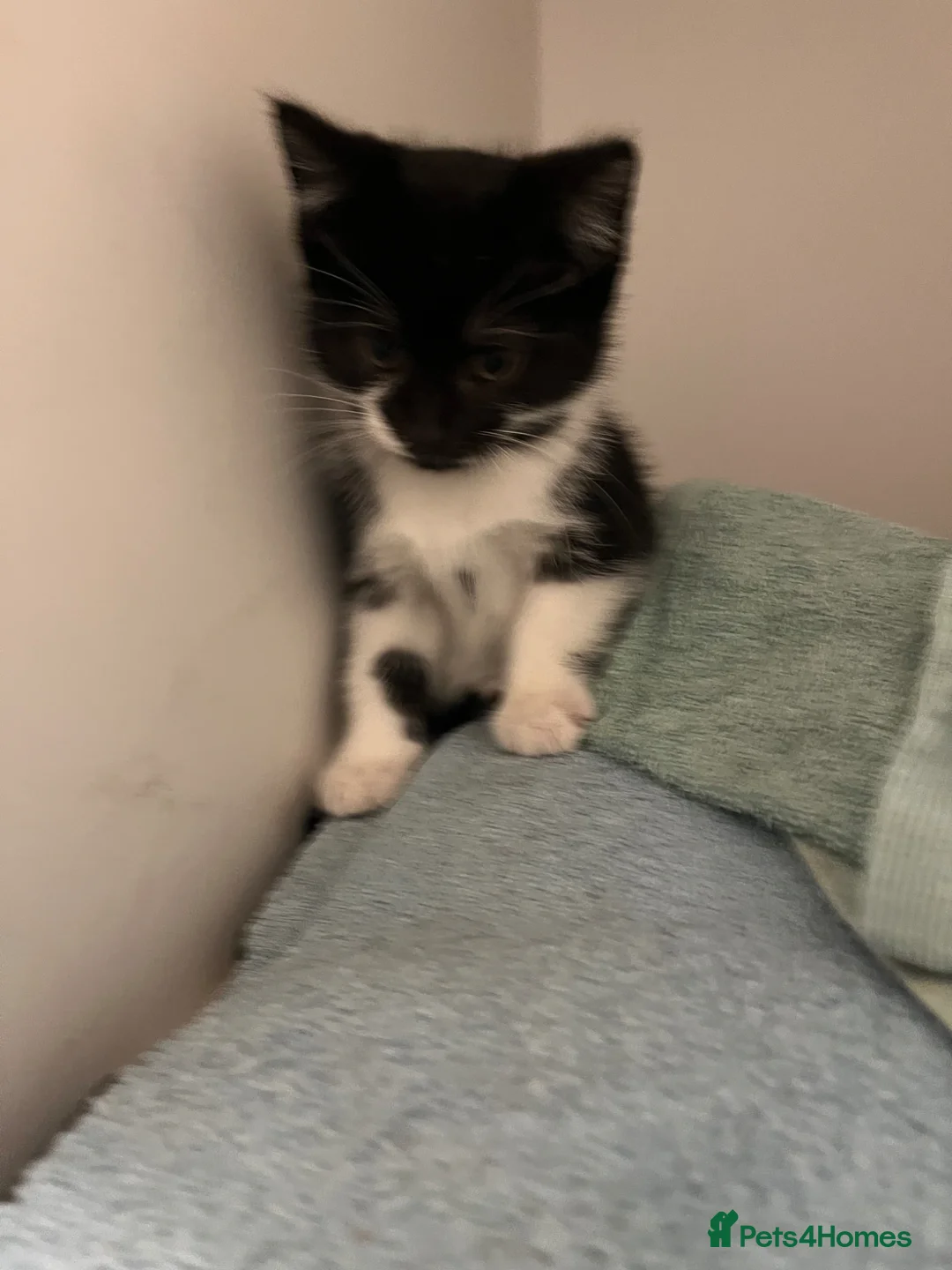 British Shorthair cats for sale: 2 beautiful female kittens for sale  - Advert 2