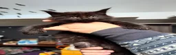 Maine Coon cats for sale: Gorgeous Maine Coon Kittens - Advert 13