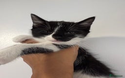 Mixed Breed cats for sale: Friendly playful kittens looking for homes  - Image 7