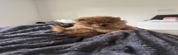 Chow Chow dogs for sale: Puppy adorable chow chows  - Advert 9