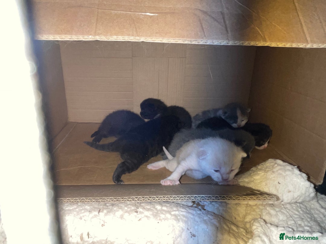 British Shorthair cats for sale: British shorthair x Ragdoll kittens. Mixed prices - Image 11