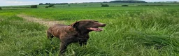Labrador Retriever dogs for sale: BEAUTIFUL 6 YEAR OLD CHOCOLATE LABRADOR - Advert 8