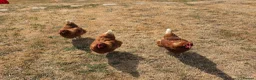 Chickens poultry for sale: Looking to rehome 3 hens. Good layers! - Advert 2