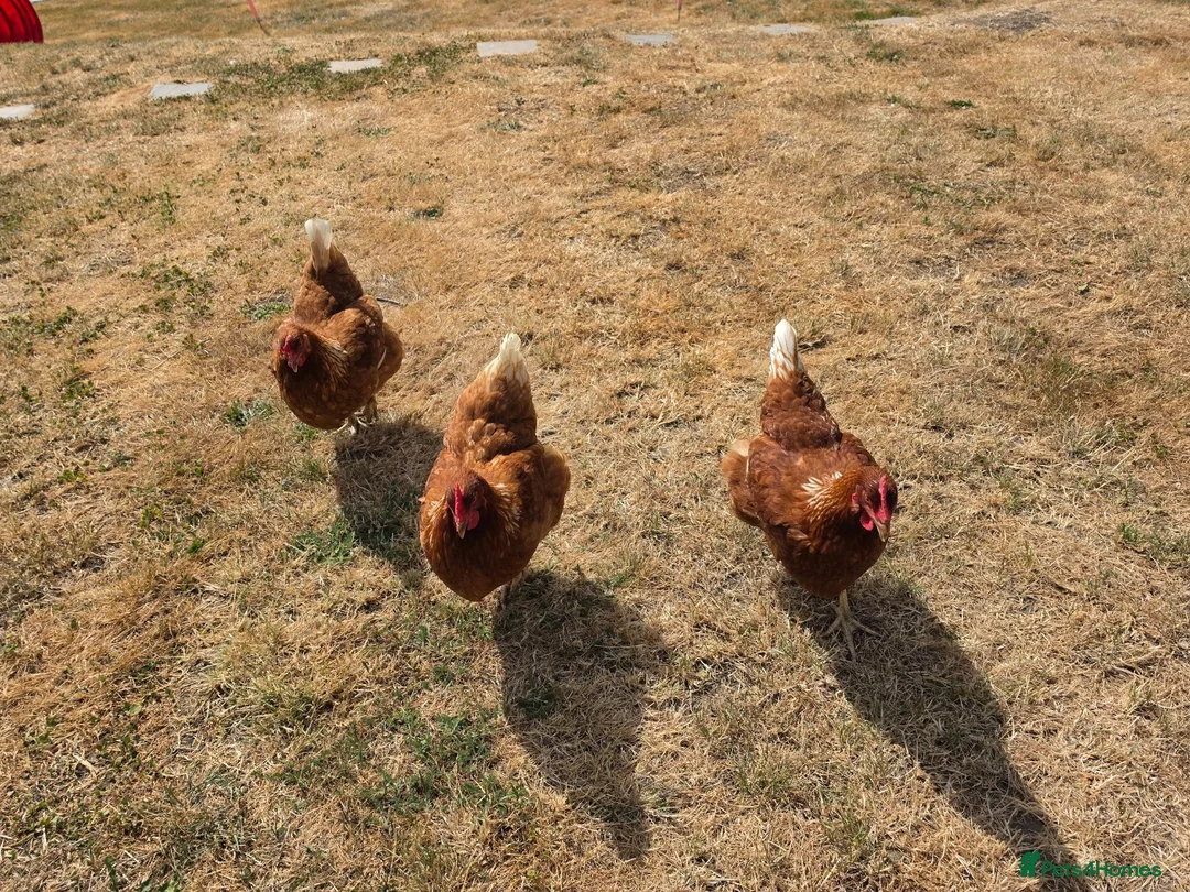 Chickens poultry for sale: Looking to rehome 3 hens. Good layers! - Advert 2