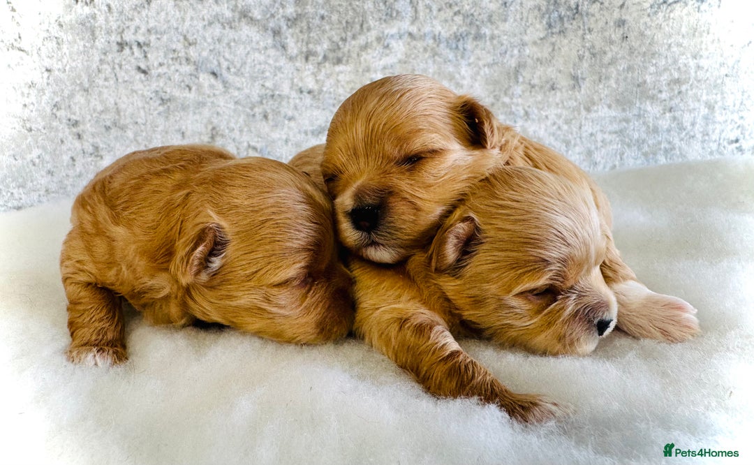 Maltipoo dogs for sale: Two boys left to reserve  - Advert 4