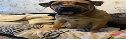 Mixed Breed dogs for sale: Boerboel molasses  - Advert 1