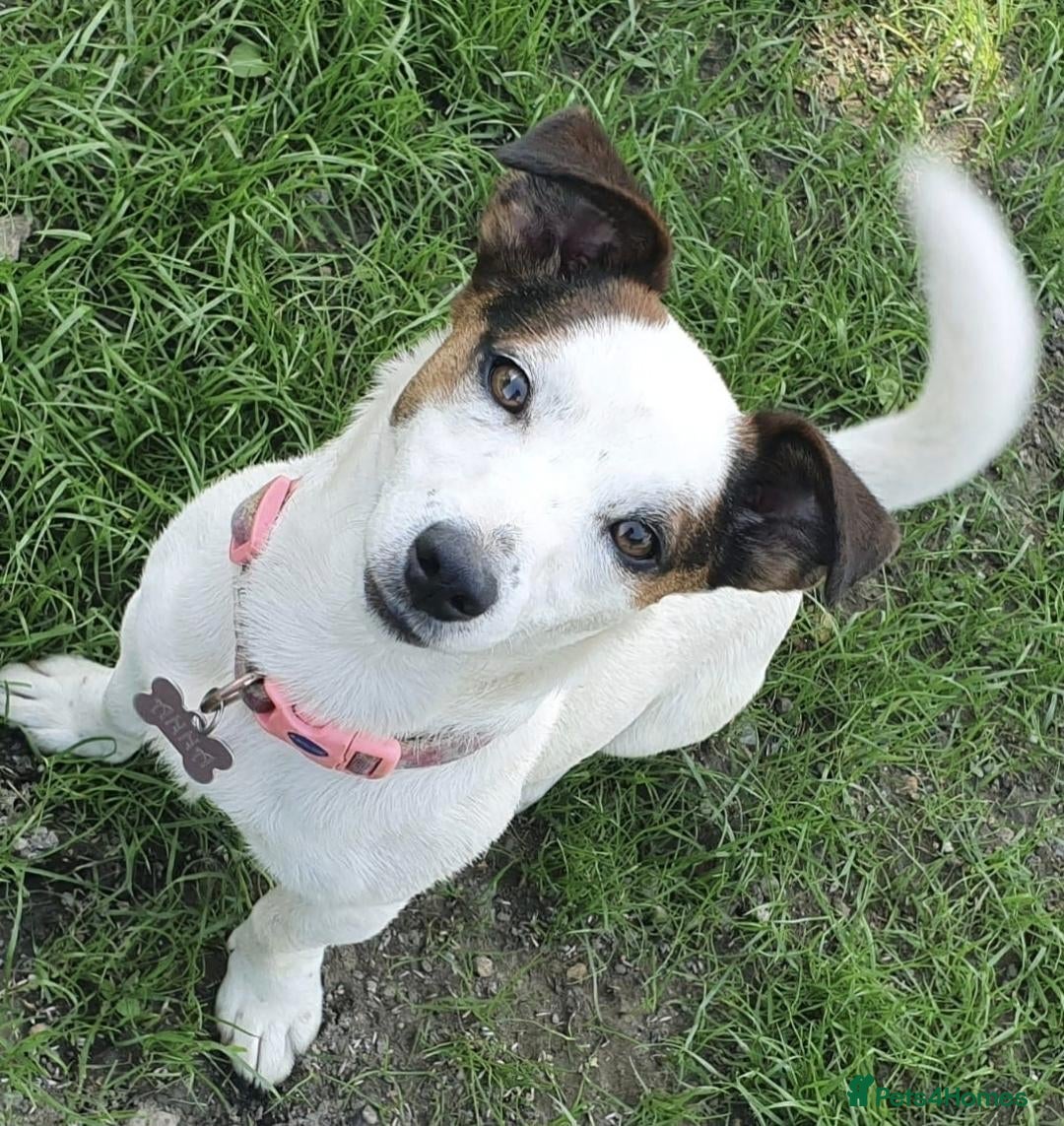 Jack Russell dogs Jack Russell pups - Advert 2