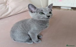 Russian Blue cats for sale: Pedigree TICA Registered kittens - Image 23