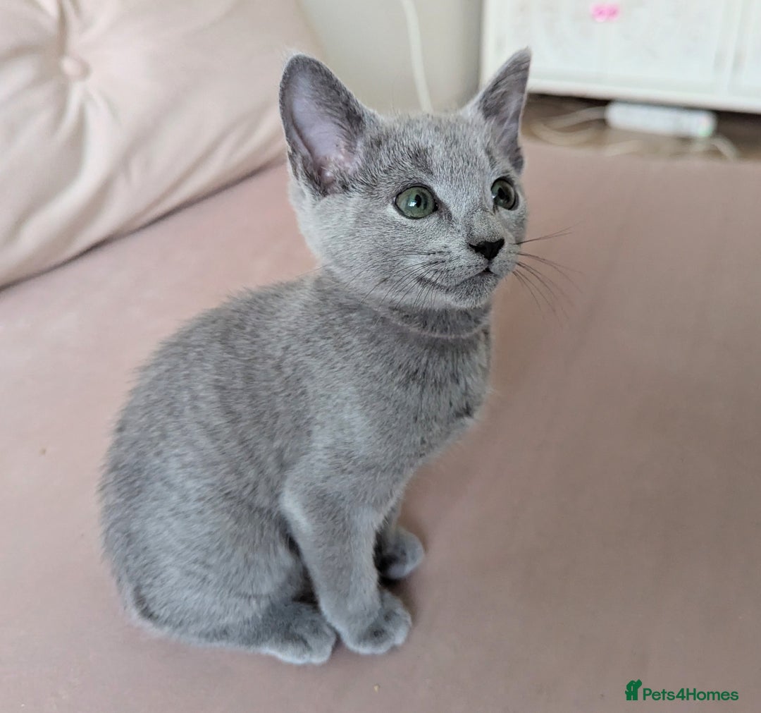 Russian Blue cats for sale: Pedigree TICA Registered kittens - Image 23