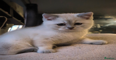 British Shorthair cats - Advert 11