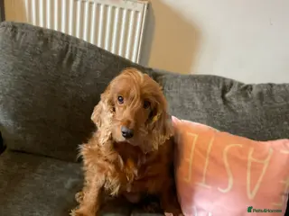 Cockapoo dogs 8 COCKAPOO PUPPIES 6 GIRLS 2 BOYS READY NOW - Advert 12