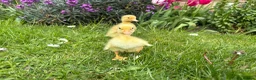 Ducks poultry for sale: Indian runner ducklings - Advert 4