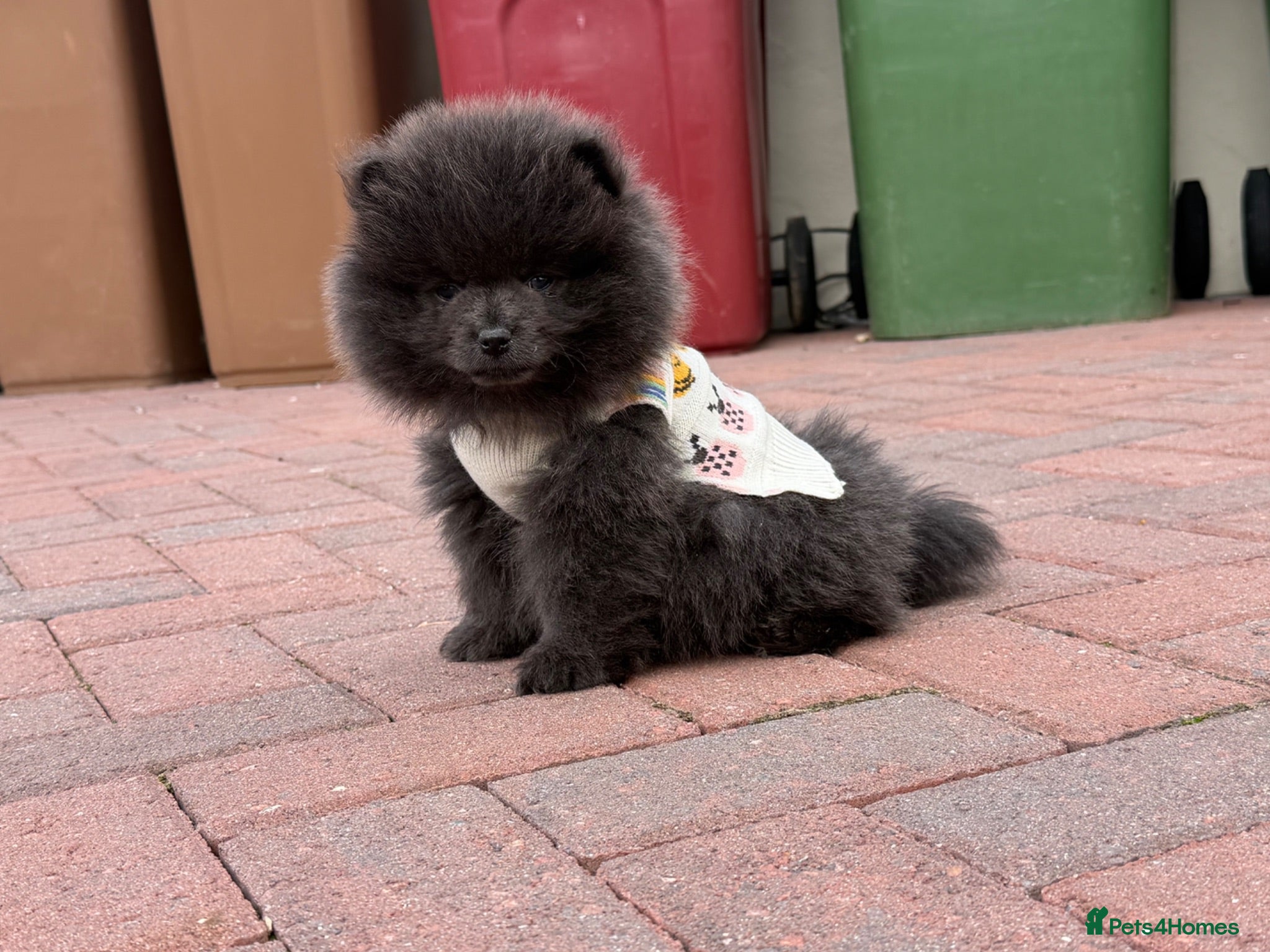 Pomeranian dogs 💙🏆true to type BLUE male READY NOW 💙🏆 - Advert 12
