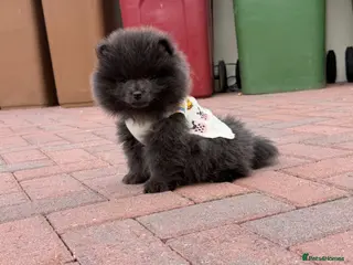 Pomeranian dogs 💙🏆true to type BLUE BEAR READY NOW 💙🏆 - Advert 12