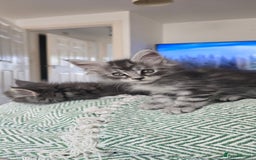 Maine Coon cats for sale: Maine coon kittens ready to collecting  - Image 4