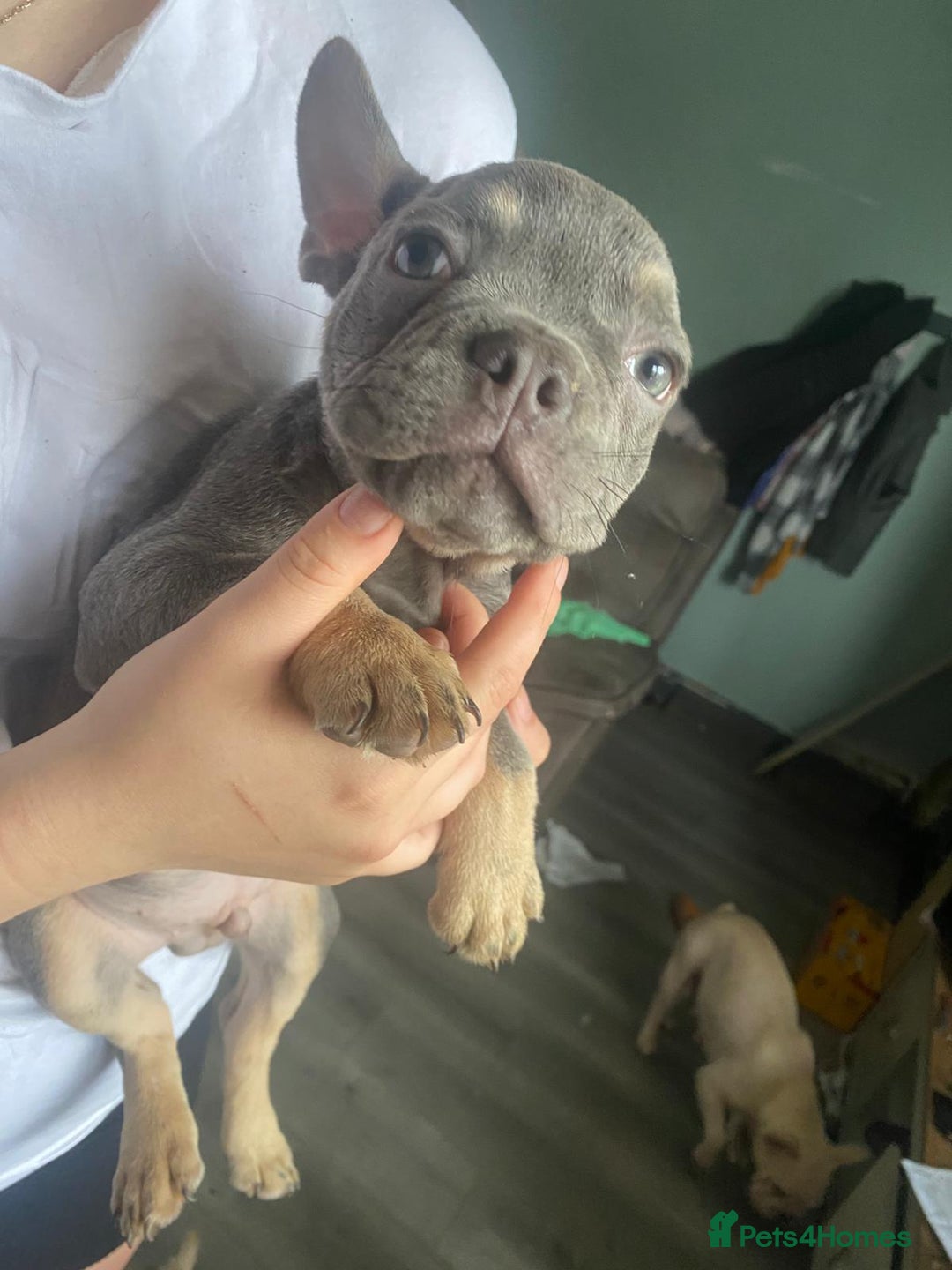 French Bulldog dogs for sale: Beautiful chunky Frenchies - Image 27